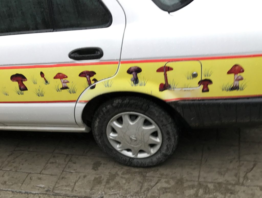 Huautla magic mushroom